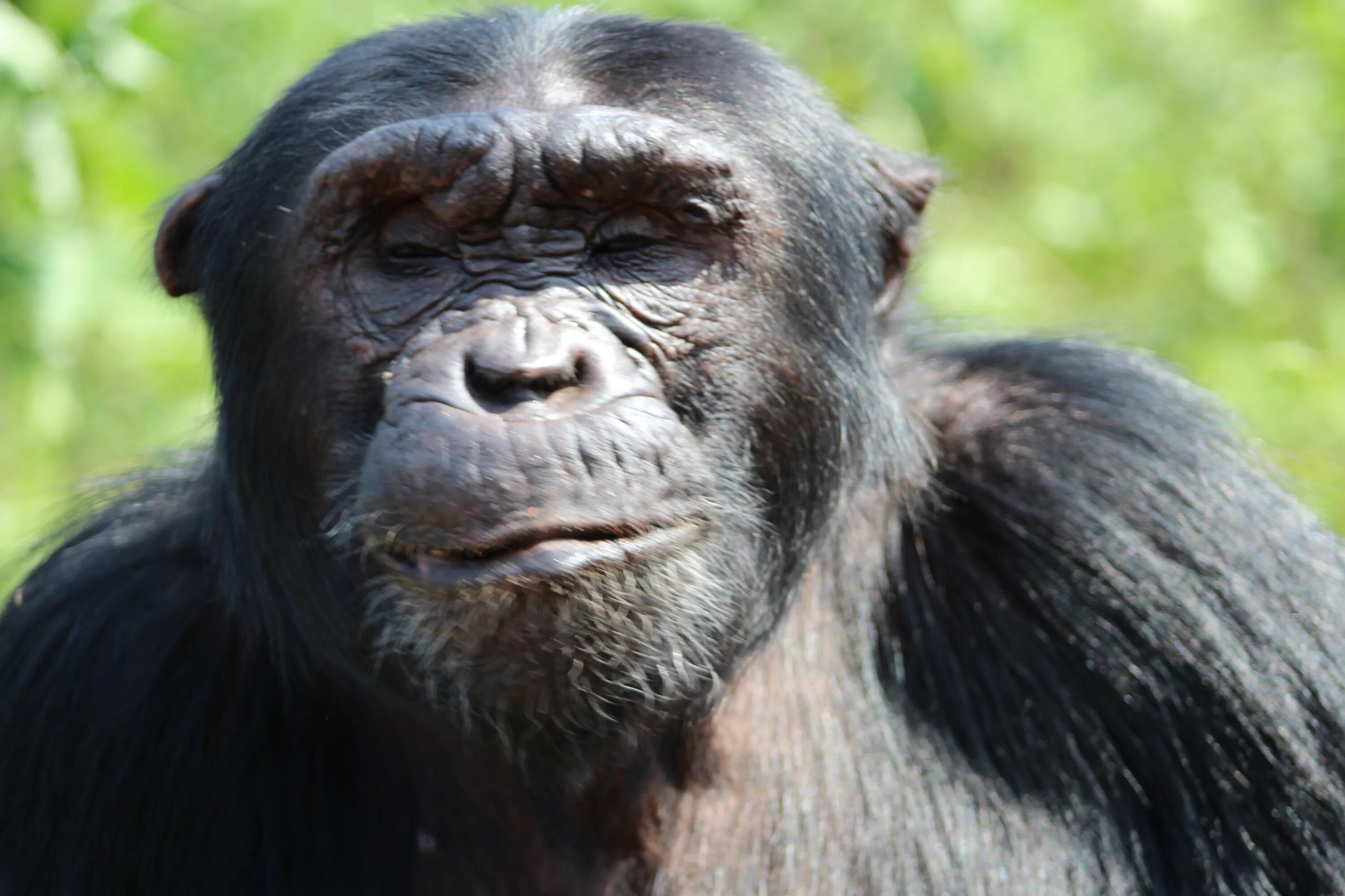 My quick chimp. Patamuse chimpanze. chimp. chimp definition. chimpa chimpas.