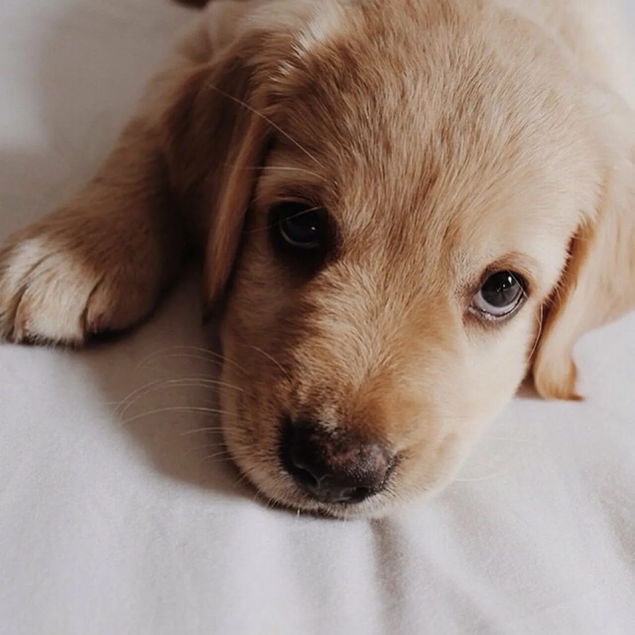 Дом для собаки. Полу собака полу кошка. Пол собачку. Как понять щенок мальчик или девочка. Пол собачку.