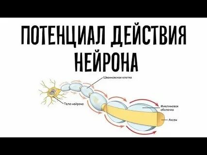 К телу нейрона возбуждение передается по