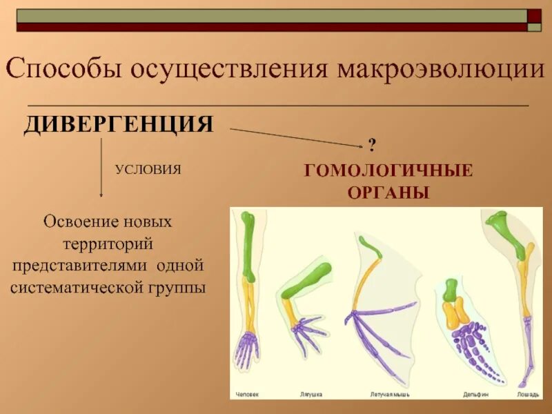 Дивергенция гомологичные и аналогичные. Закономерности эволюции примеры. Способы осуществления Макроэволюция. Гомологичные органы дивергенции. Общие закономерности макроэволюции.