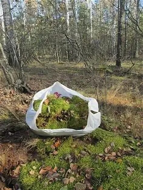 Мох как мульча. Мульчирование мхом. сфагнум мульча. мульча из моха. мульча из сфагнума.