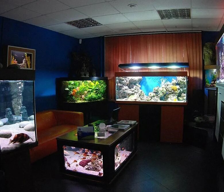 рыба в магазине. шикарный аквариум. ул адмирала руднева 4. тюмень ул. дом рыб магазин.