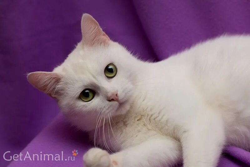 Кошечка красавица москвы. Кошка Софи. Британская короткошёрстная кошка красивая. Белая кошка Софочка. Софикошка.