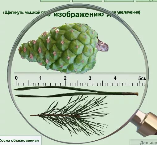 Впр голосеменные растения 7 класс. Строение Хвойной иголки. Строение хвоинки сосны обыкновенной. Толщина обыкновенный шишки сосны. Строение шишек голосеменных растений.