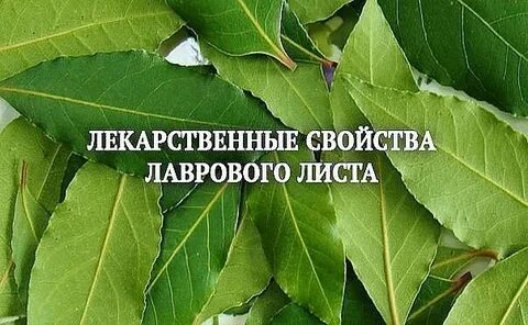 Свойства лаврового
