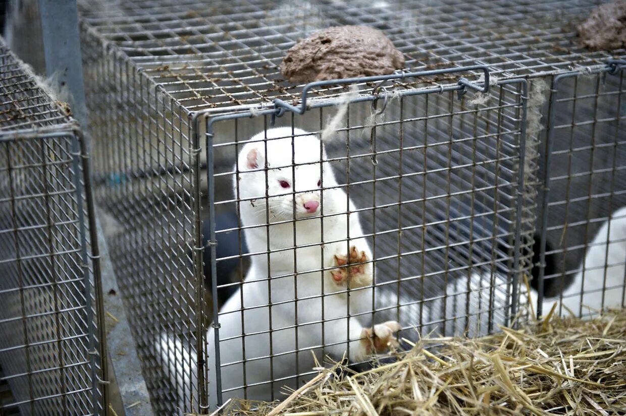 освеживать