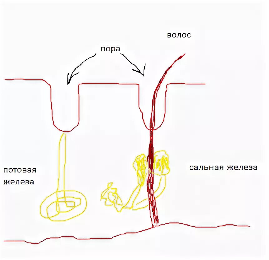 Причина пор. Причина пор
