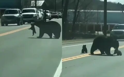 Медведица переводит через дорогу