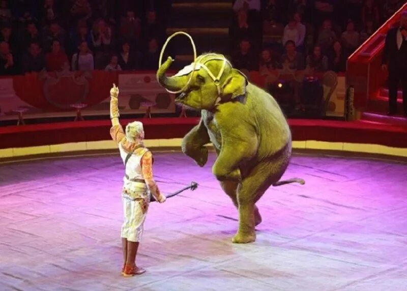 Династия корниловых слоны. Шоу слонов андрея дементьева-корнилова. Шоу слонов андрея дементьева-корнилова. Андрей корнилов цирк. Андрей корнилов цирк.