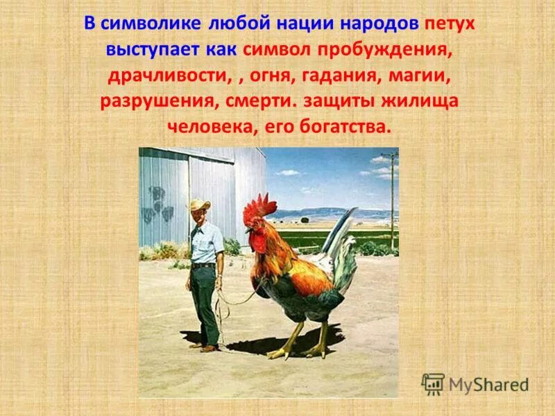 Петух символ чего в христианстве. Петух символ франции. Петух значение символа. Символика петуха в русской культуре. Петух значение символа.