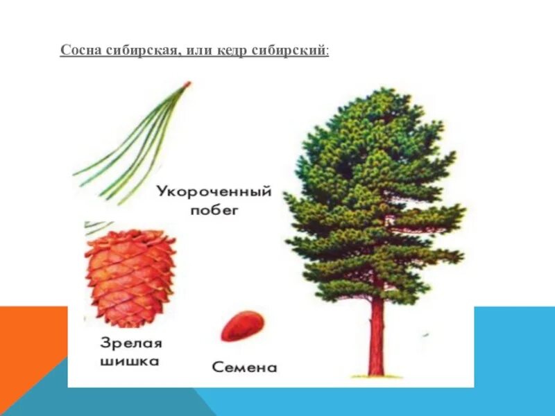 Хвойный морфологический. Сосна Кедровая Сибирская побег. Сосна Сибирская Кедровая строение. Побег сосны сибирской. Сосна Кедровая строение.