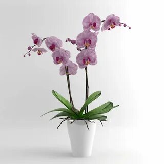 Plants орхидея