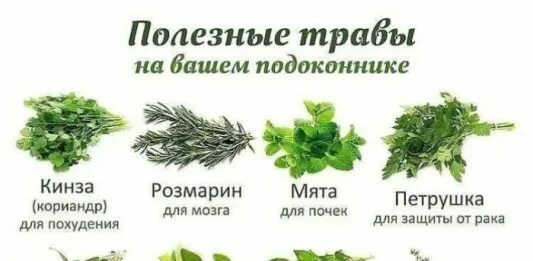 Сорт кинзы петрушка. Кинза кориандр петрушка отличия. Как отличить петрушку от кинзы. Как отличить петрушку от кинзы. Петрушка кориандр кинза.