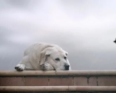 Скучаю где ты сейчас