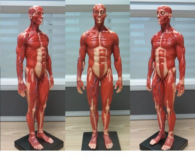 Человек без кожи анатомия. Человек без кожи анатомия мышцы. Муляж человека.