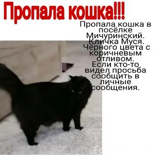 Объявление о пропаже кошки
