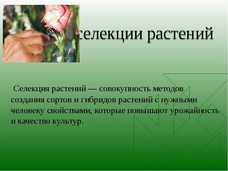Метод применяемый в селекции. Методы селекции растений. селекция презентация. основы методы селекции растений животных и микроорганизмов. селекционеры презентация.