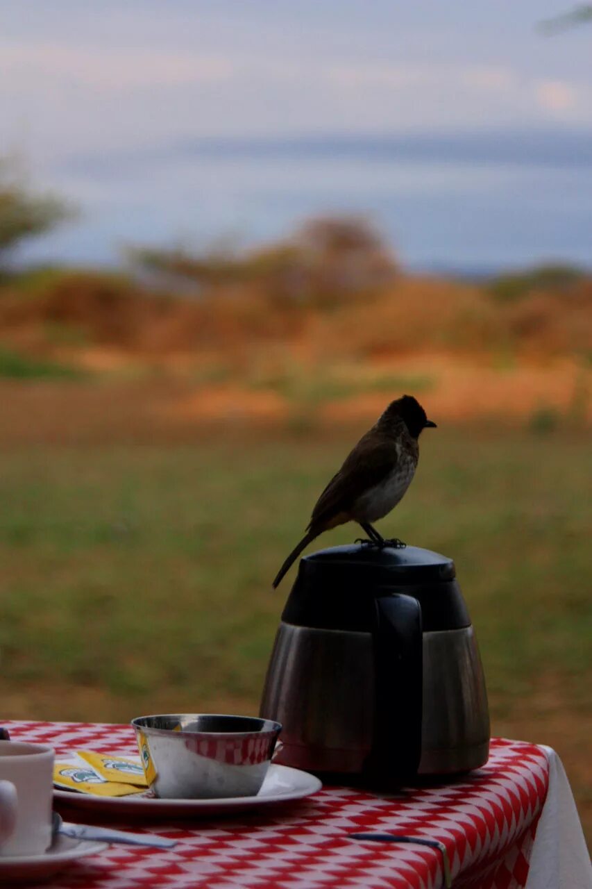 Птицы утром. Утренние птицы. Птица с кофе. Кофе с птичкой. Птица кофейка.