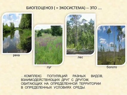 Биогеоценозом является заливной луг популяция мха