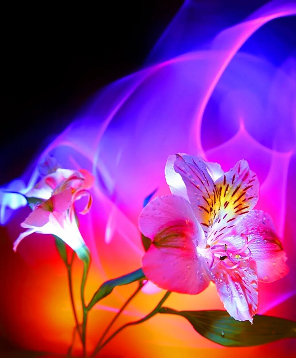 Светы картинка. Волшебный цветок. Фантастически красивые цветы. Неземные цветы. Магические цветы.