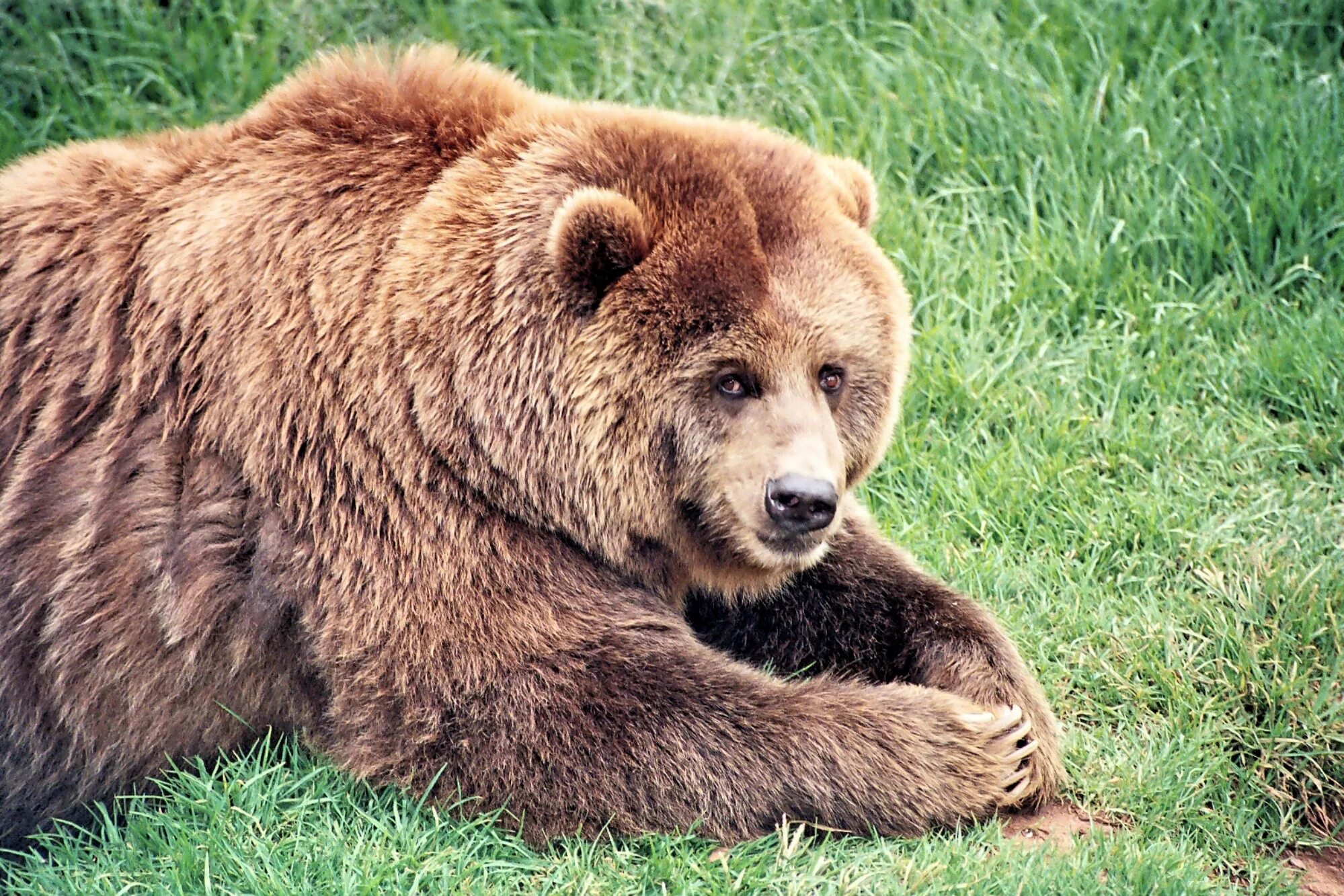 Бурый медведь животное распространенное на территории. Апеннинский бурый медведь. Бурый медведь Кадьяк. Атласский бурый медведь. Бурый медведь с медвежатами.
