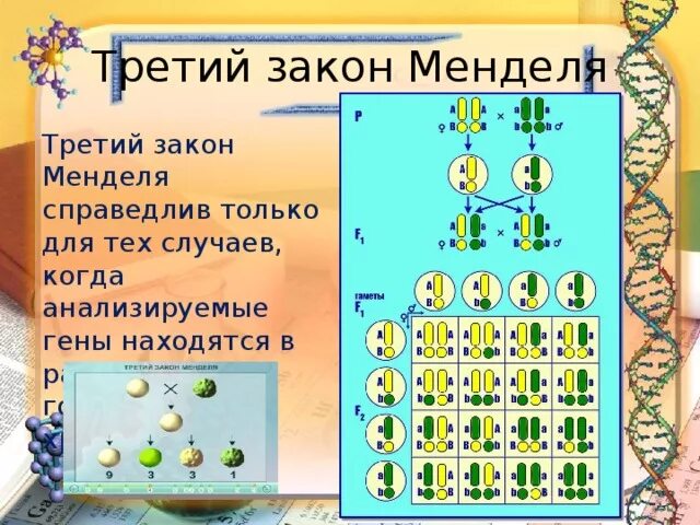 При каком условии справедлив 3 закон менделя. Третий закон менделя.