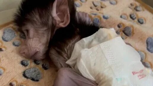 Ютуб живи. Ютуб жив. Живи степка живи ютьюб. Живи степка живи ютуб. Живи степка живи ютьюб.