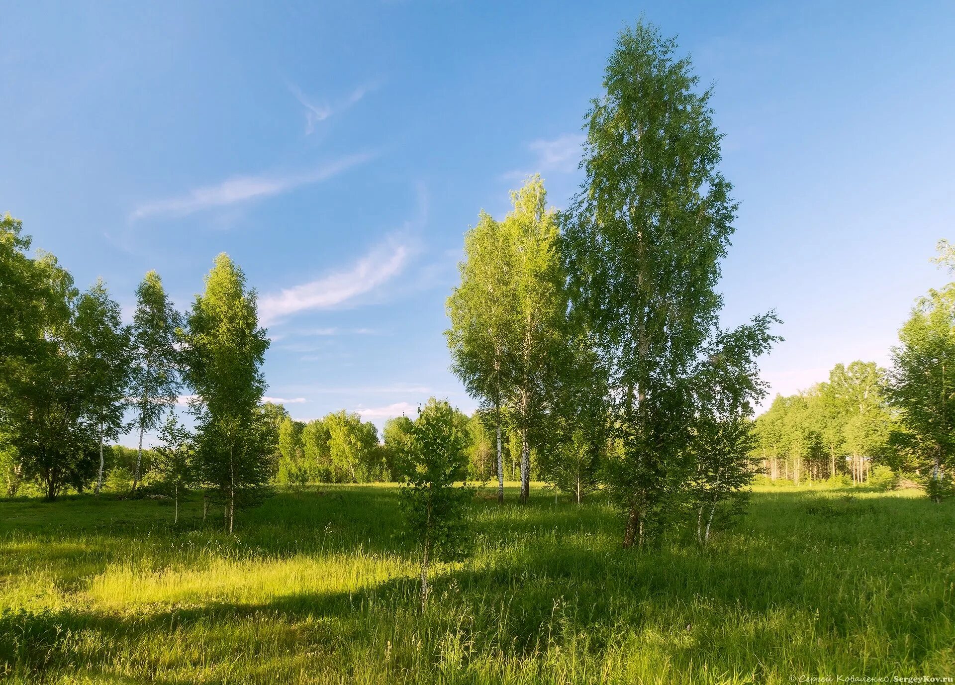 Московская область какие леса. Летний лес. Лето в лесу. Лес и небо. Деревья Подмосковья.