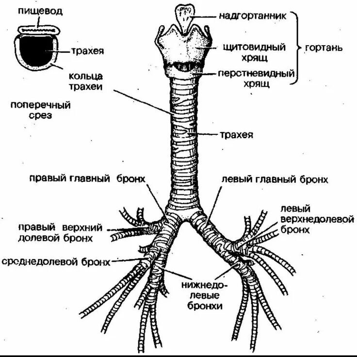 Дыхательная система строение трахея. Трахея анатомия животных строение. Трахея и бронхи строение анатомия.