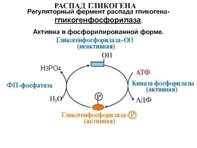 Схема распада гликогена с ферментами. Фосфорилаза гликогена. Фермент гликогенфосфорилаза. Распад гликогена.