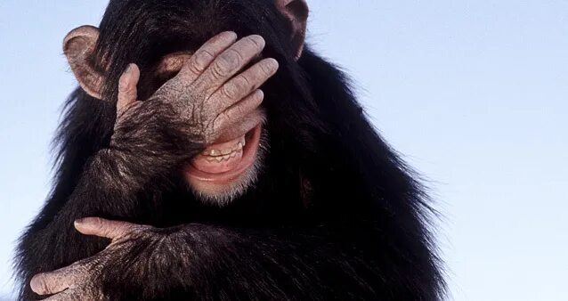 Обезьяна закрыла рот. Обезьяна хватается за голову. Стыдливая обезьяна. Шимпанзе с закрытыми глазами. Обезьянка с закрытыми глазами.