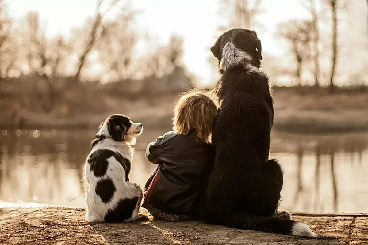 Обнимает собаку. Любовь к животным. Люди и животные любовь. Дружба собаки и человека. Мальчик и две собаки