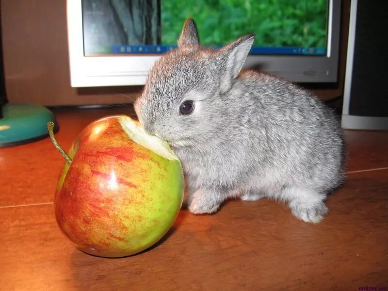 Можно кролику яблоко. Кролик ест яблоко. Кролик с яблоками. Животные едят яблоки. Зайчик ест яблоко.