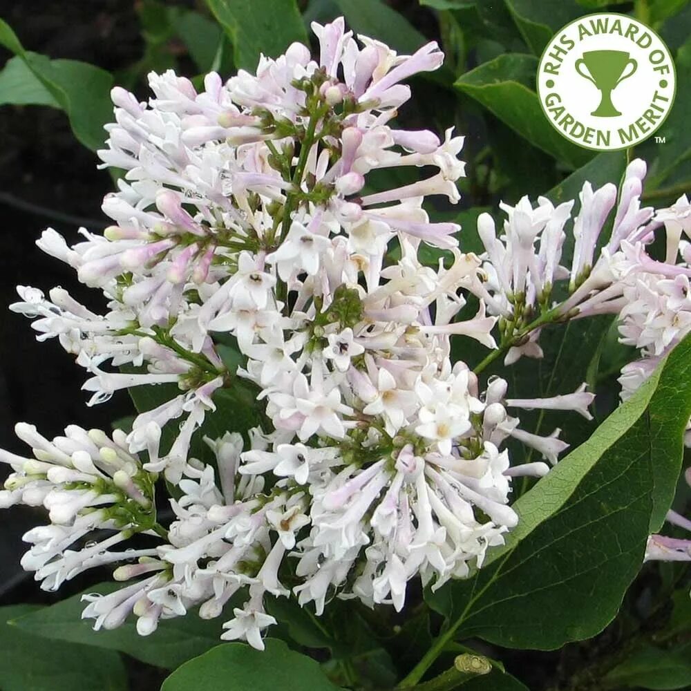 Сирень раскидистая Miss Kim. Syringa patula 'Miss Kim'. Syringa pubescens. Сирень мисс