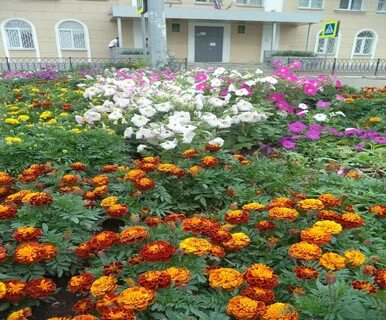 Для озеленения школы купили 102 цветка