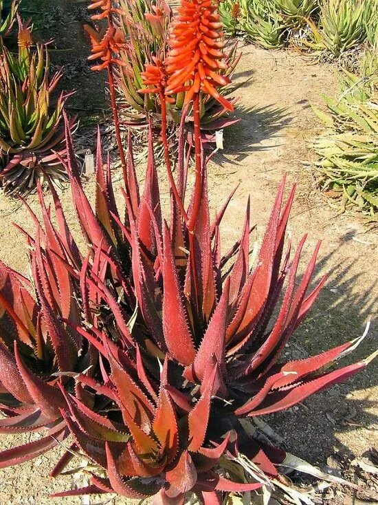 Алоэ краснеет. Aloe cameronii. Алоэ ред Шейдс. Алоэ ред Флейм. Алоэ красное.