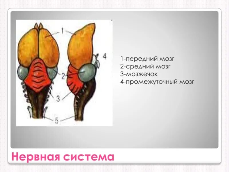 Развитый мозжечок у птиц. Мозг пингвина. Головной мозг пингвина. Строение мозга пингвина. Мозг пингвина размер.