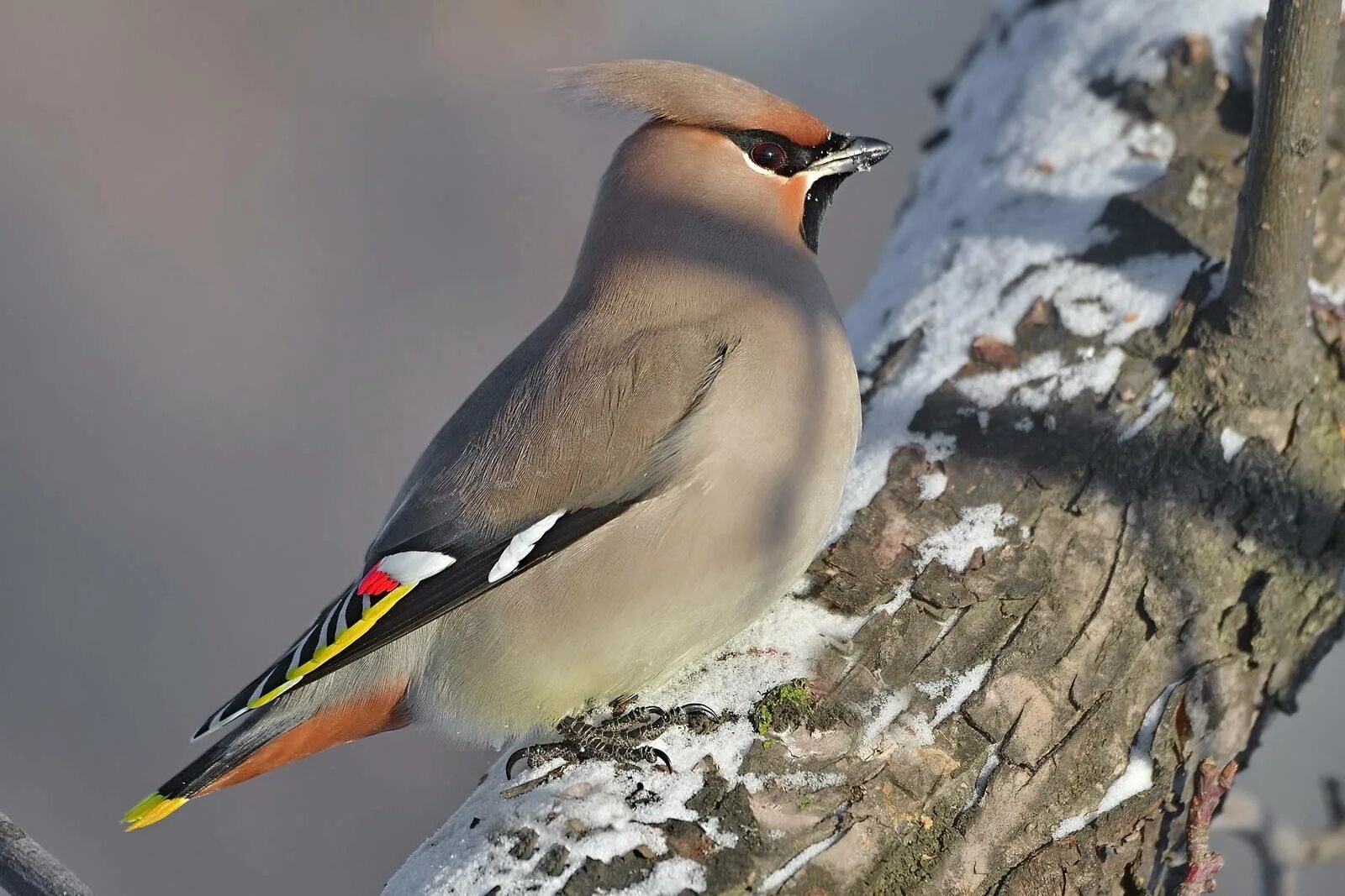 Свиристель в россии. Щегол и свиристель. Bombycilla garrulus. Хохлатая свиристель. Дрозд свиристель Крымский.