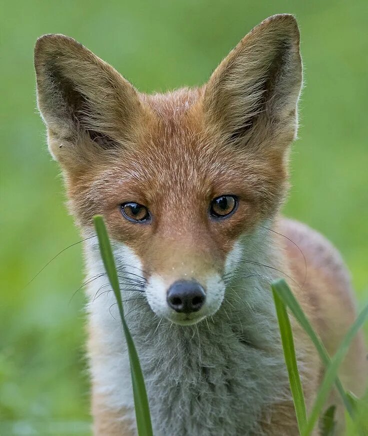 Лиса обыкновенная. Популяция лисиц. Фото лисы. Лиса фото крупным планом. Fox страна