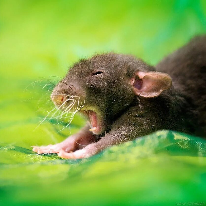 Мыши домашние животные. Красивые крысы. Милые крысы. Милая крыса. Пушистая крыса.