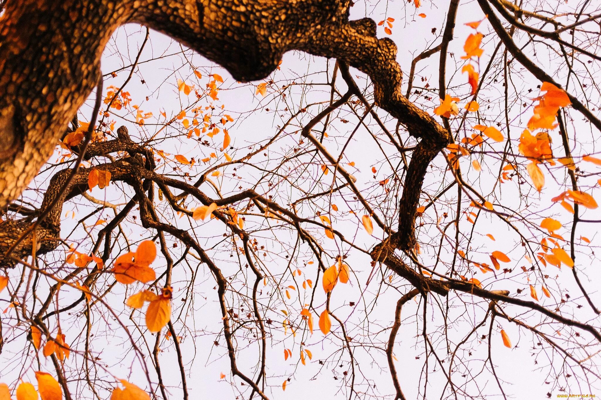 Осень листья давно облетели. Деревья осенью. Ветка осеннего дерева. Дерево с облетающей листвой. Дерево с опавшей листвой.