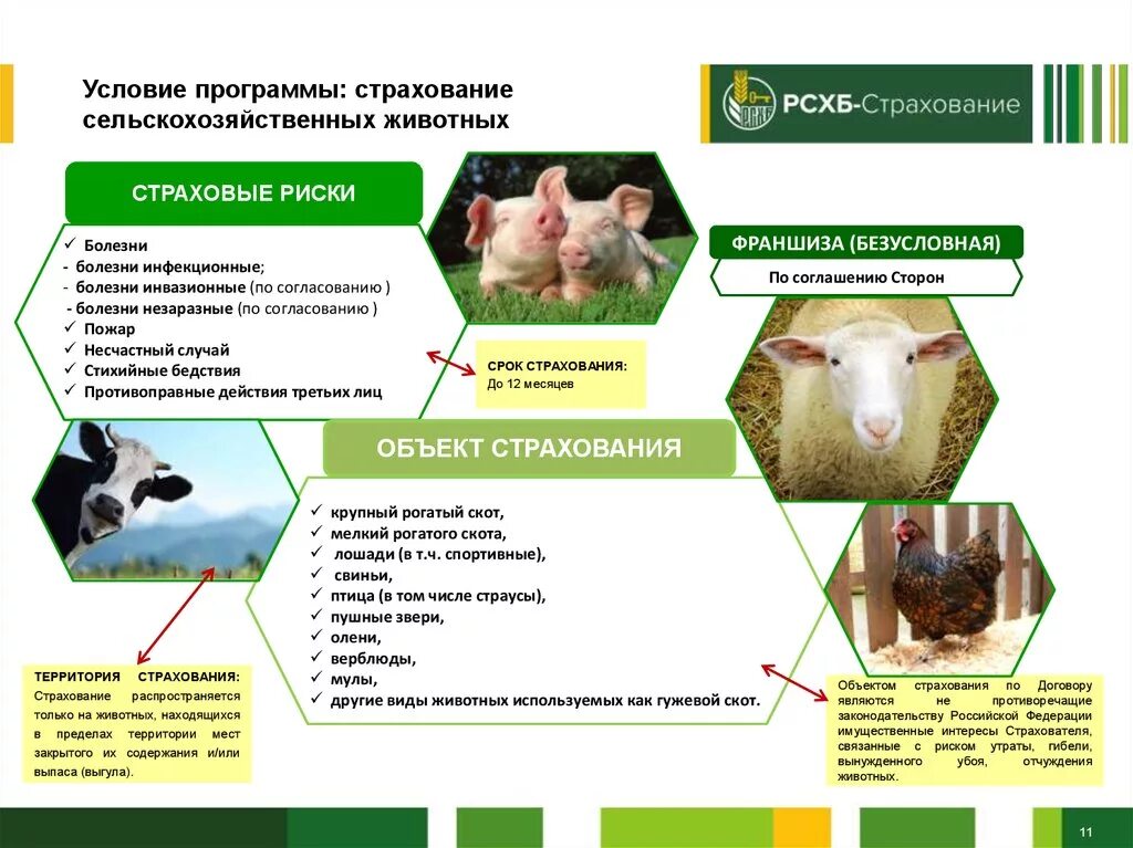 Страхование сельскохозяйственных животных. Содержание сельскохозяйственных животных. Страхование сельхозживотных. Условия содержания сельскохозяйственных животных. Где содержат сельскохозяйственных животных