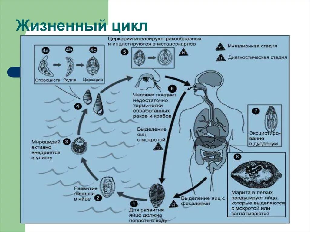 Цикл развития легочного сосальщика схема. Жизненный цикл легочного сосальщика. Жизненный цикл легочного сосальщика схема. Легочная двуустка жизненный цикл.