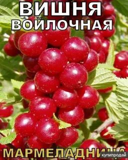 Войлочная вишня сорт царевна