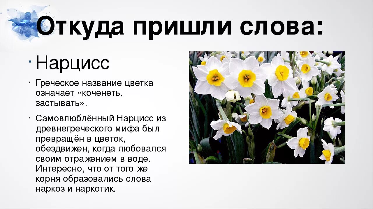 Описание цветка. Нарцисс на языке цветов. Цветочки с описанием. Описание цветов.