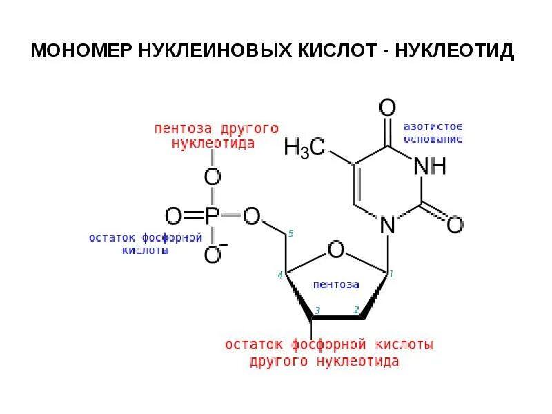 Нуклеотиды белка. Строение мономеров нуклеиновых кислот. Строение нуклеиновые кислоты ДНК схема. Схема строения мономера ДНК. Структура нуклеиновых кислот формула.