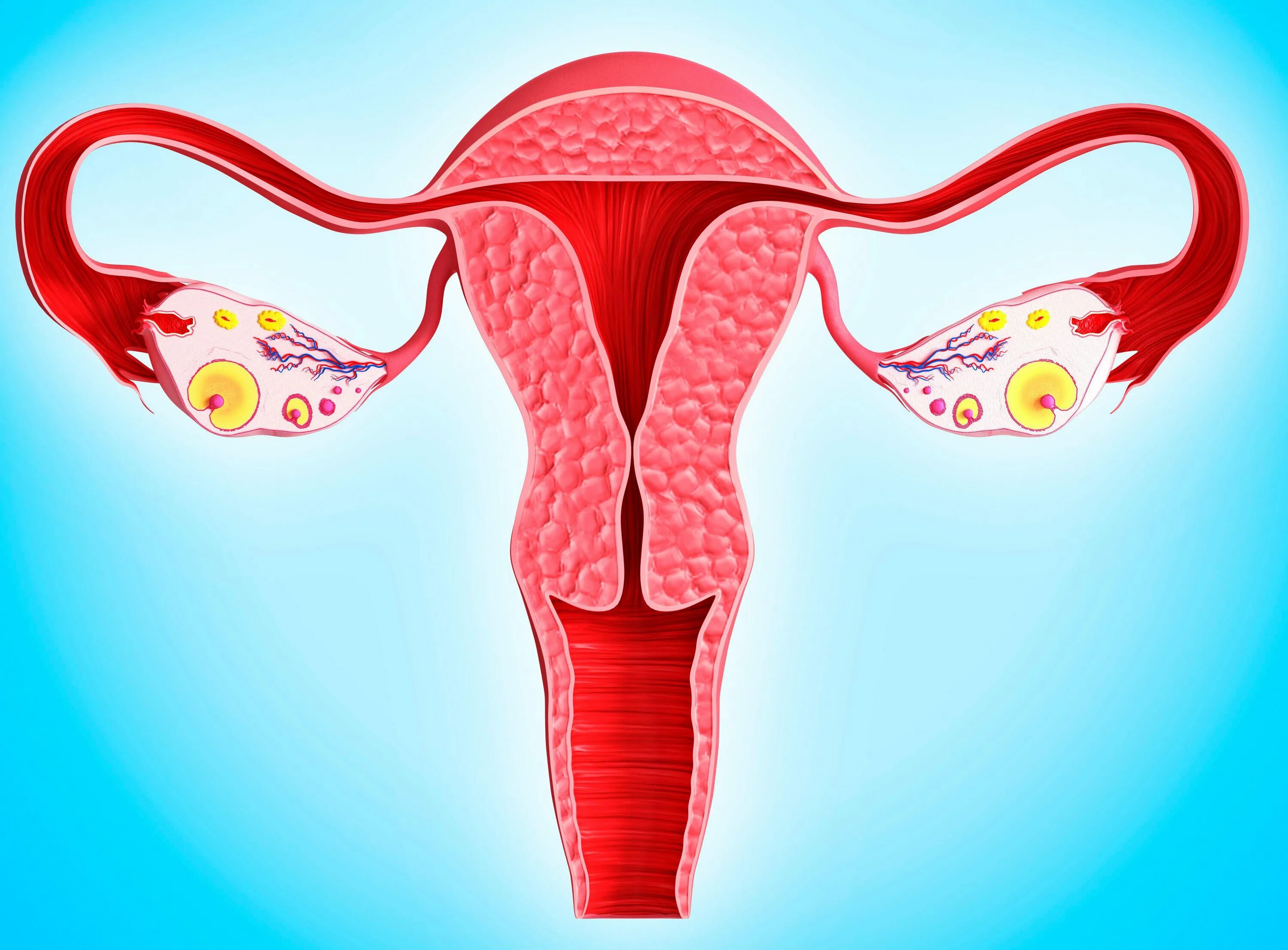 Репродуктивная система женщины. Репродуктивные органы женщины. Длительные менструации.