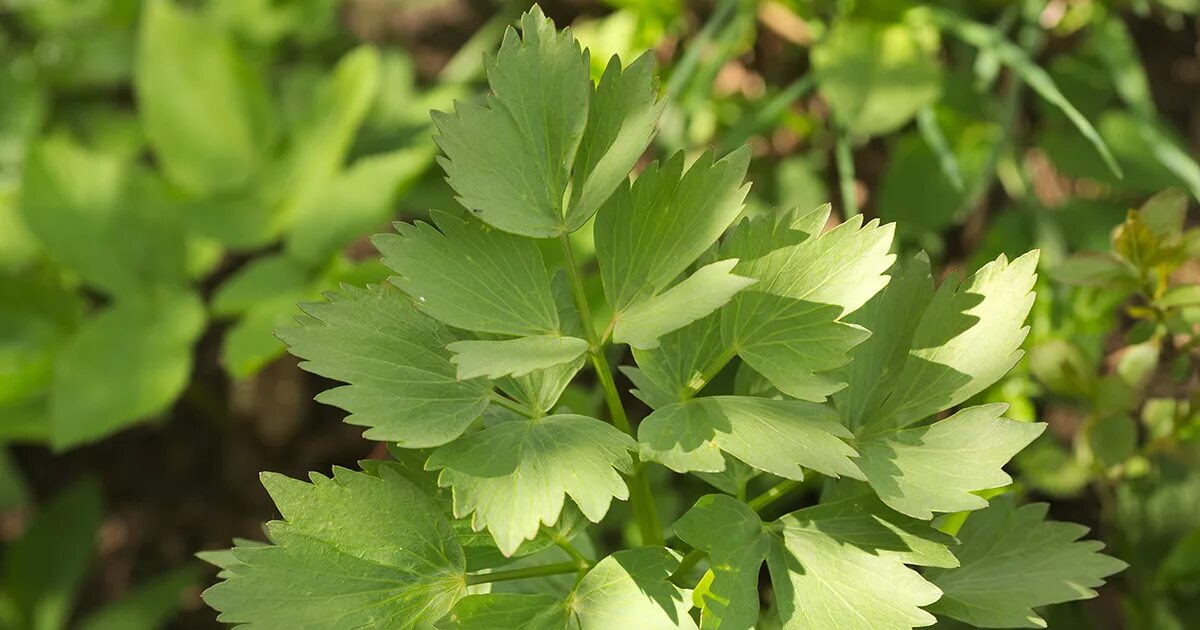 Любисток сычуаньский. Любисток officinale Lovage. Любисток листья. Любисток обыкновенный. Любисток лекарственный применение