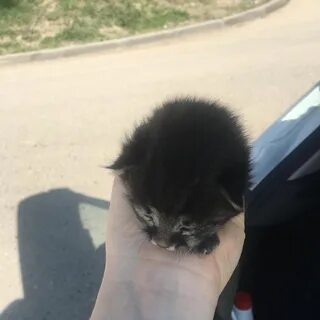 Волгоград кошки в добрые