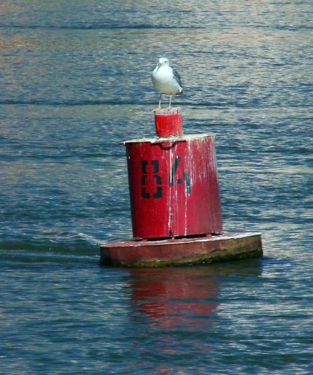 Бакен что это. Бакен на воде. Буйки. Буйки на воде. Буйки на море.